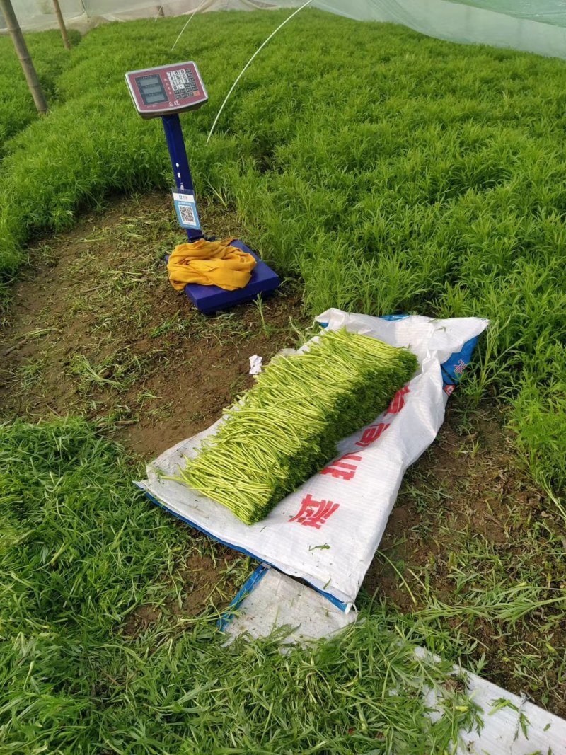 大量芦篙欢迎大家预定