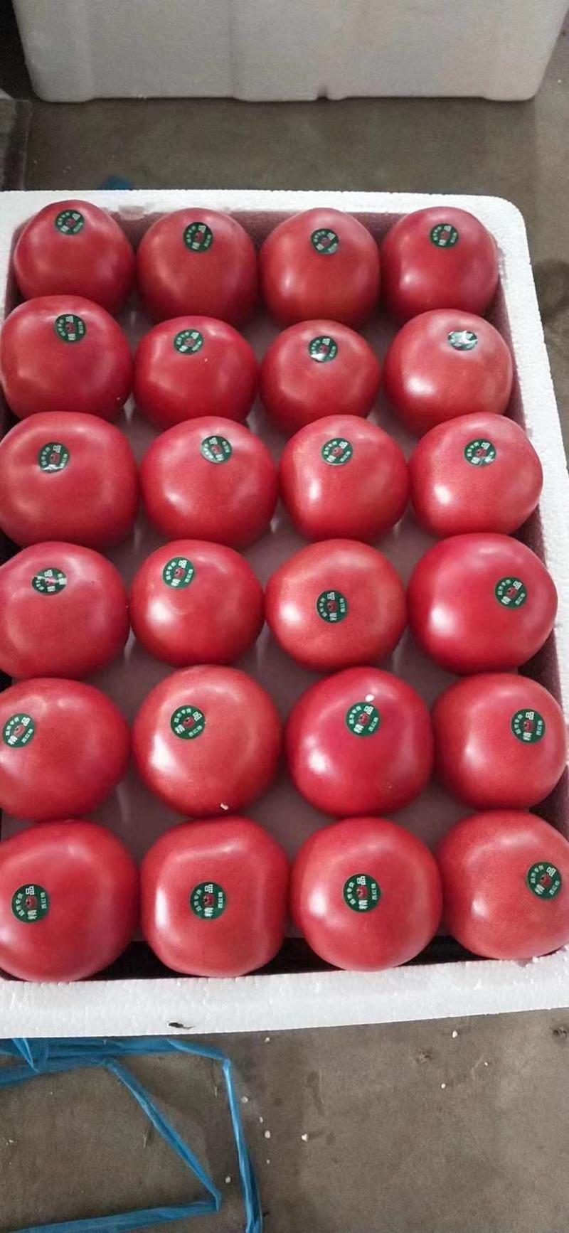 精品西红柿，产地直销，保质保量，物流全国