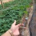 红妃木瓜树苗产量高，甜度高一年四季开花结果
