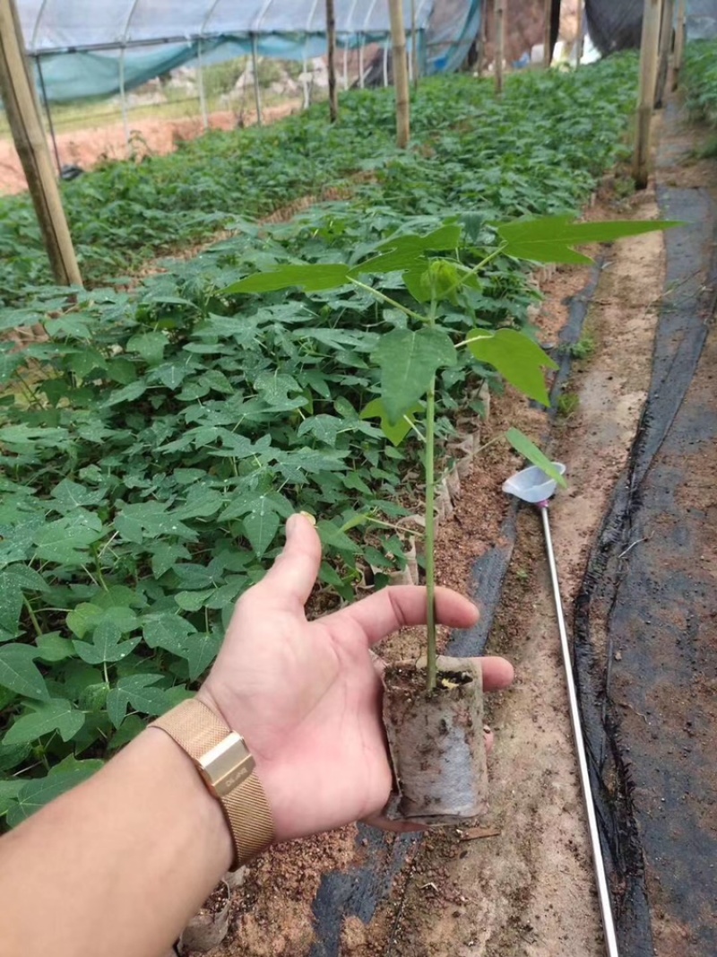 红妃木瓜树苗产量高，甜度高一年四季开花结果