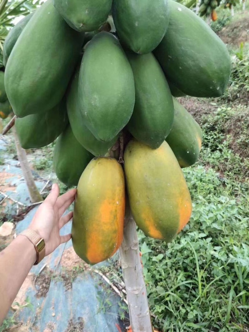 红妃木瓜树苗产量高，甜度高一年四季开花结果