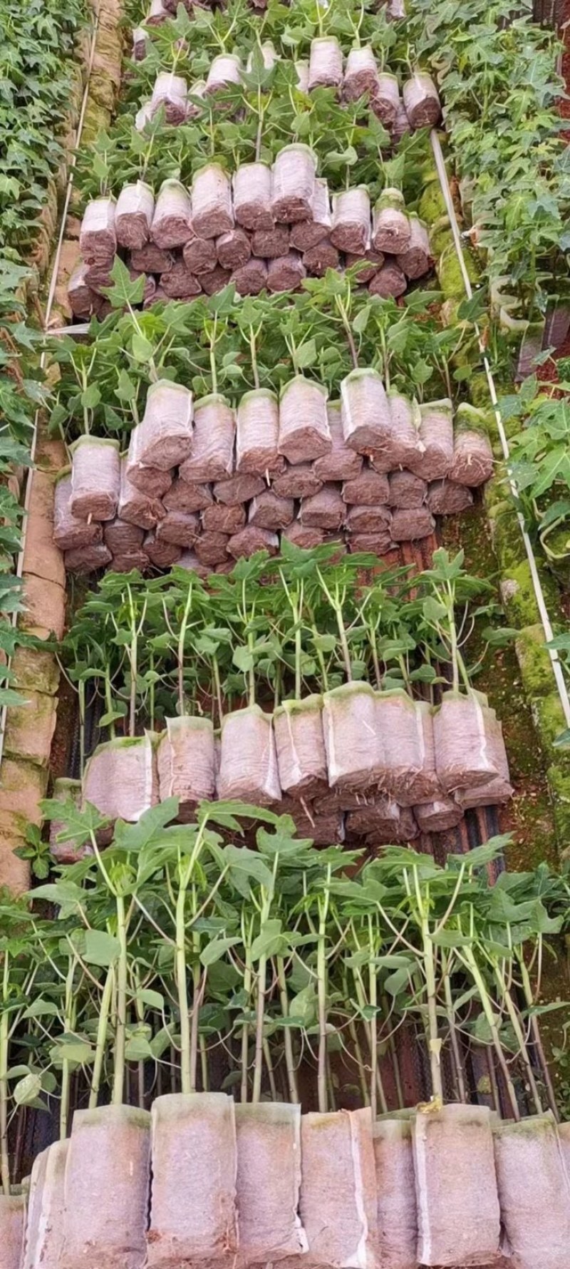 红妃木瓜树苗产量高，甜度高一年四季开花结果