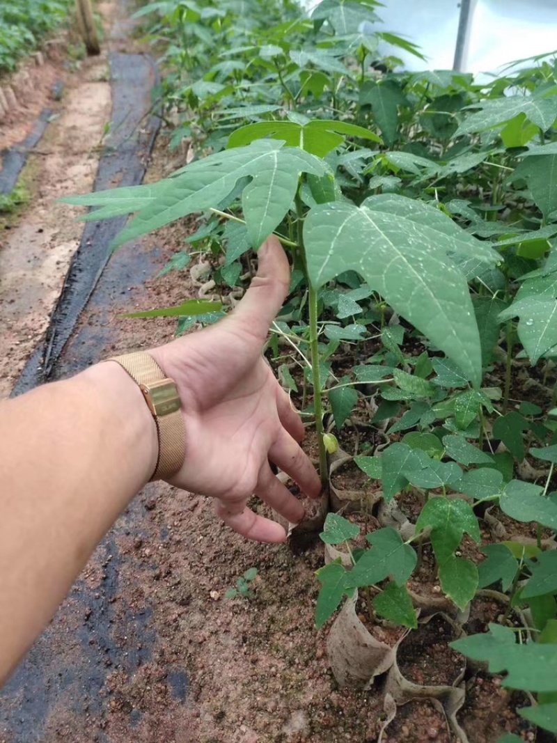 红妃木瓜树苗产量高，甜度高一年四季开花结果