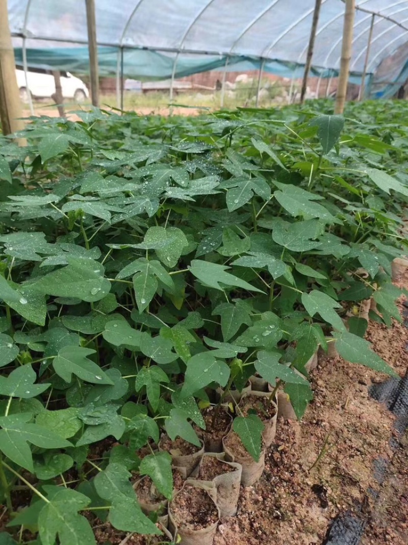 红妃木瓜树苗产量高，甜度高一年四季开花结果