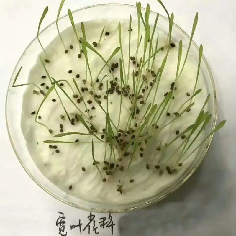 百喜草种子巴哈雀麦山雀稗进口草种牧草多年生禾草耐寒耐旱耐
