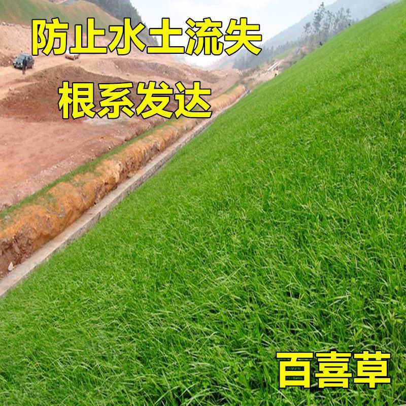 百喜草种子巴哈雀麦山雀稗进口草种牧草多年生禾草耐寒耐旱耐