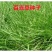 百喜草种子巴哈雀麦山雀稗进口草种牧草多年生禾草耐寒耐旱耐