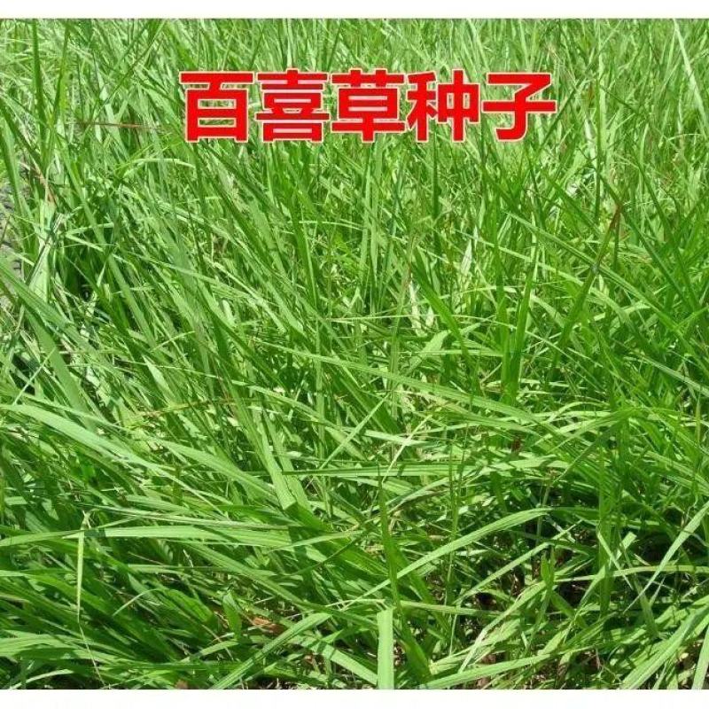 百喜草种子巴哈雀麦山雀稗进口草种牧草多年生禾草耐寒耐旱耐