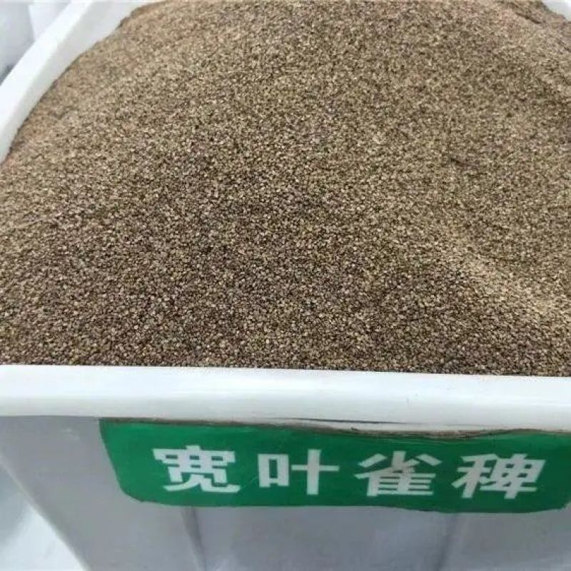 百喜草种子巴哈雀麦山雀稗进口草种牧草多年生禾草耐寒耐旱耐