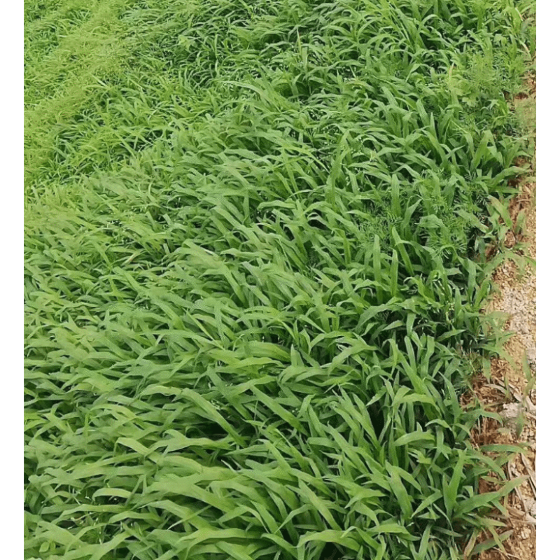 百喜草种子巴哈雀麦山雀稗进口草种牧草多年生禾草耐寒耐旱耐