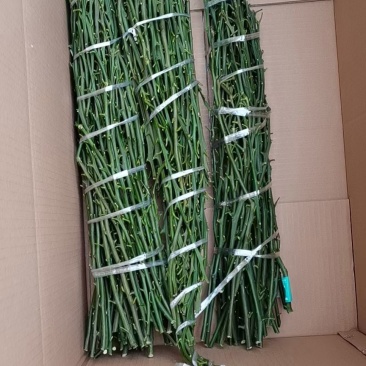 明日见柑橘枝条，品种优良，果型硕大，味道浓甜，鲜果赠送