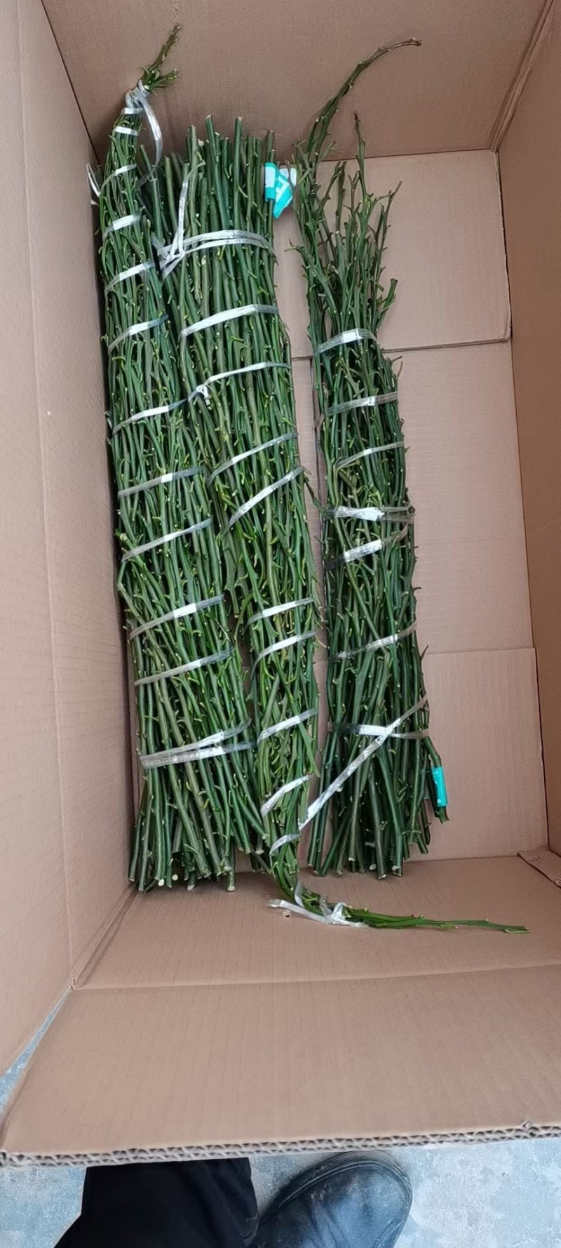 明日见柑橘枝条，品种优良，果型硕大，味道浓甜，鲜果赠送