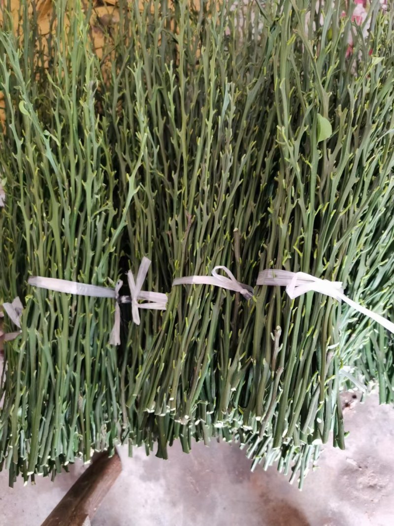 明日见柑橘枝条，品种优良，果型硕大，味道浓甜，鲜果赠送