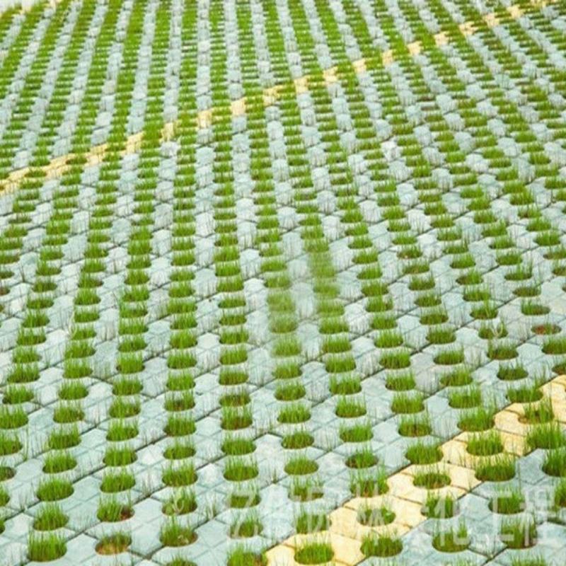 停车坪草籽草坪砖专用草皮种子不修剪低矮耐践踏草坪种子