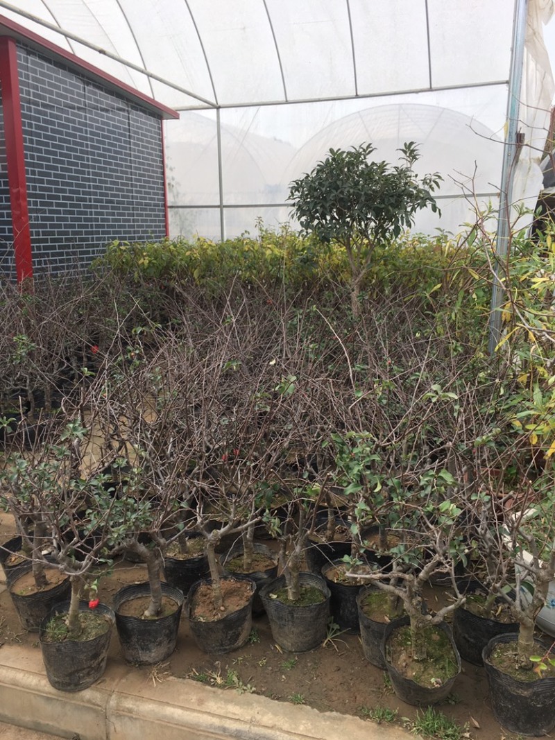 海棠苗花苗长寿冠盆景老桩北美垂丝重瓣盆栽地栽庭院室内四季
