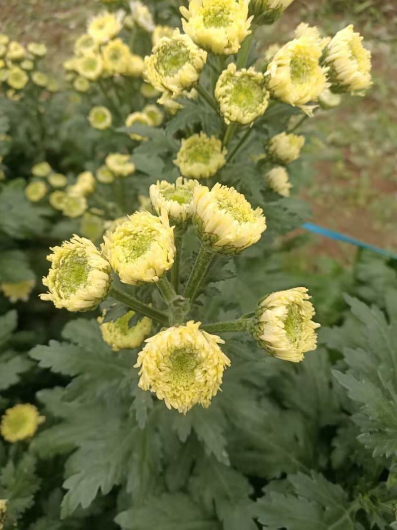 采菊大量上市基地直销