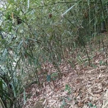 文玩新宠实心竹