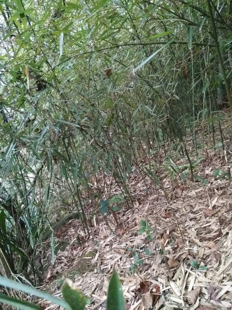 文玩新宠实心竹