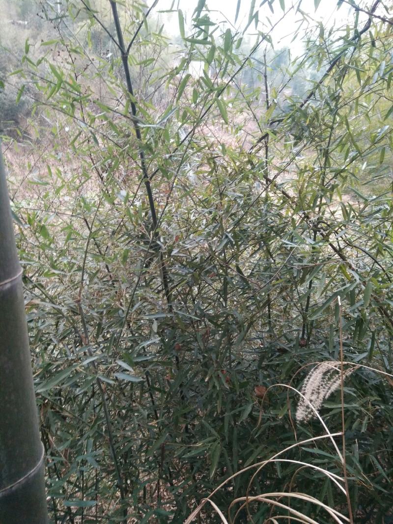 文玩新宠实心竹
