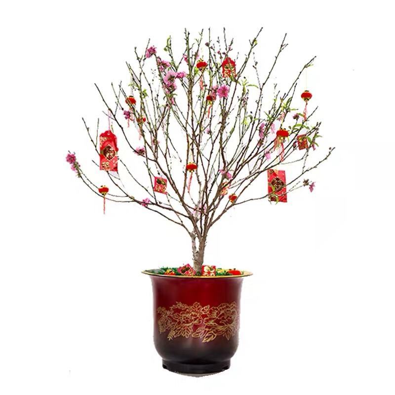 盆栽矮脚桃花(只限广州市内发货)
