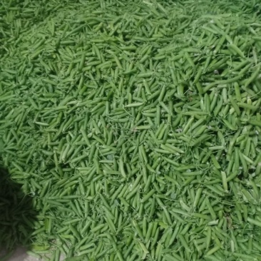 豌豆豌豆豌豆豌豆豌豆豌豆豌豆豌豆豌豆