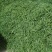 豌豆豌豆豌豆豌豆豌豆豌豆豌豆豌豆豌豆