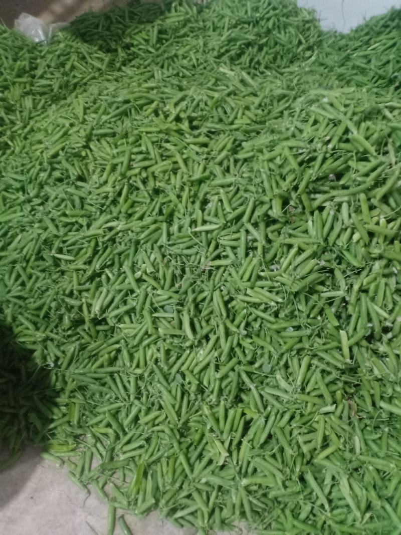 豌豆豌豆豌豆豌豆豌豆豌豆豌豆豌豆豌豆