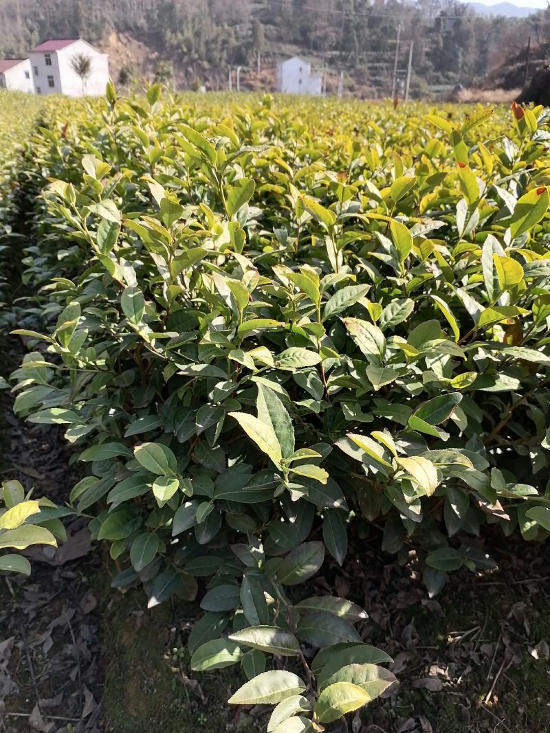 113.他是炒毛尖茶的好材料，色泽翠绿，抗病性强栽种易活
