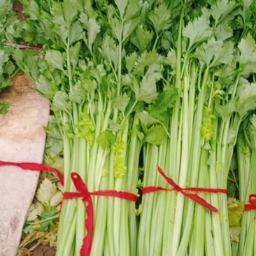 基地芹菜！中小棵！质量好！价格美丽！产地直供