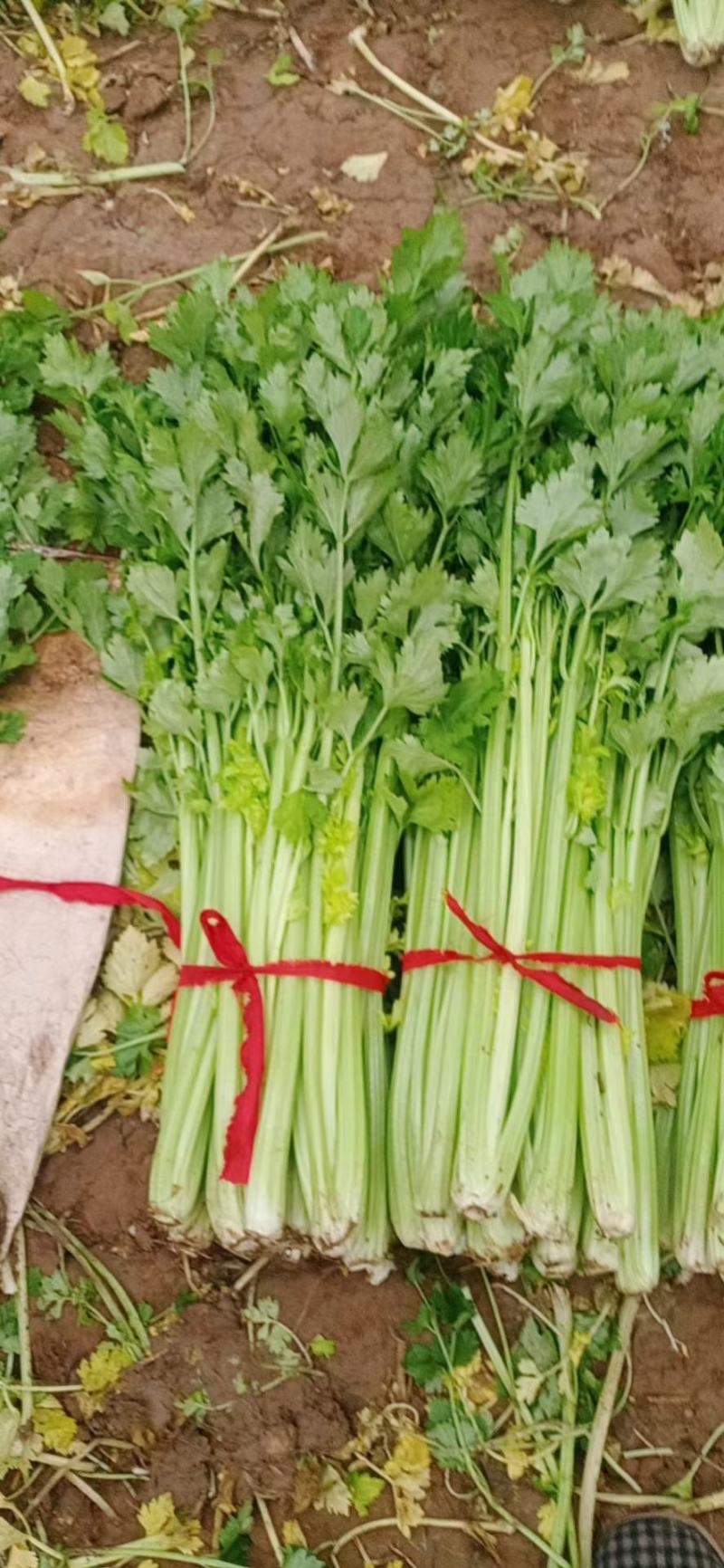 基地芹菜！中小棵！质量好！价格美丽！产地直供