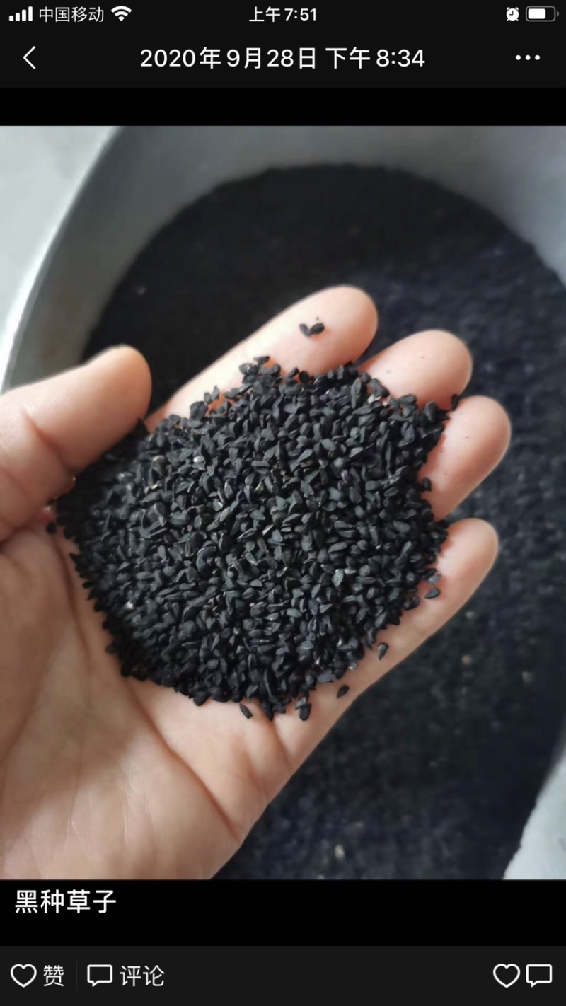 阿拉伯黑子老百姓种植的农作物需要的朋友们可以联系我了