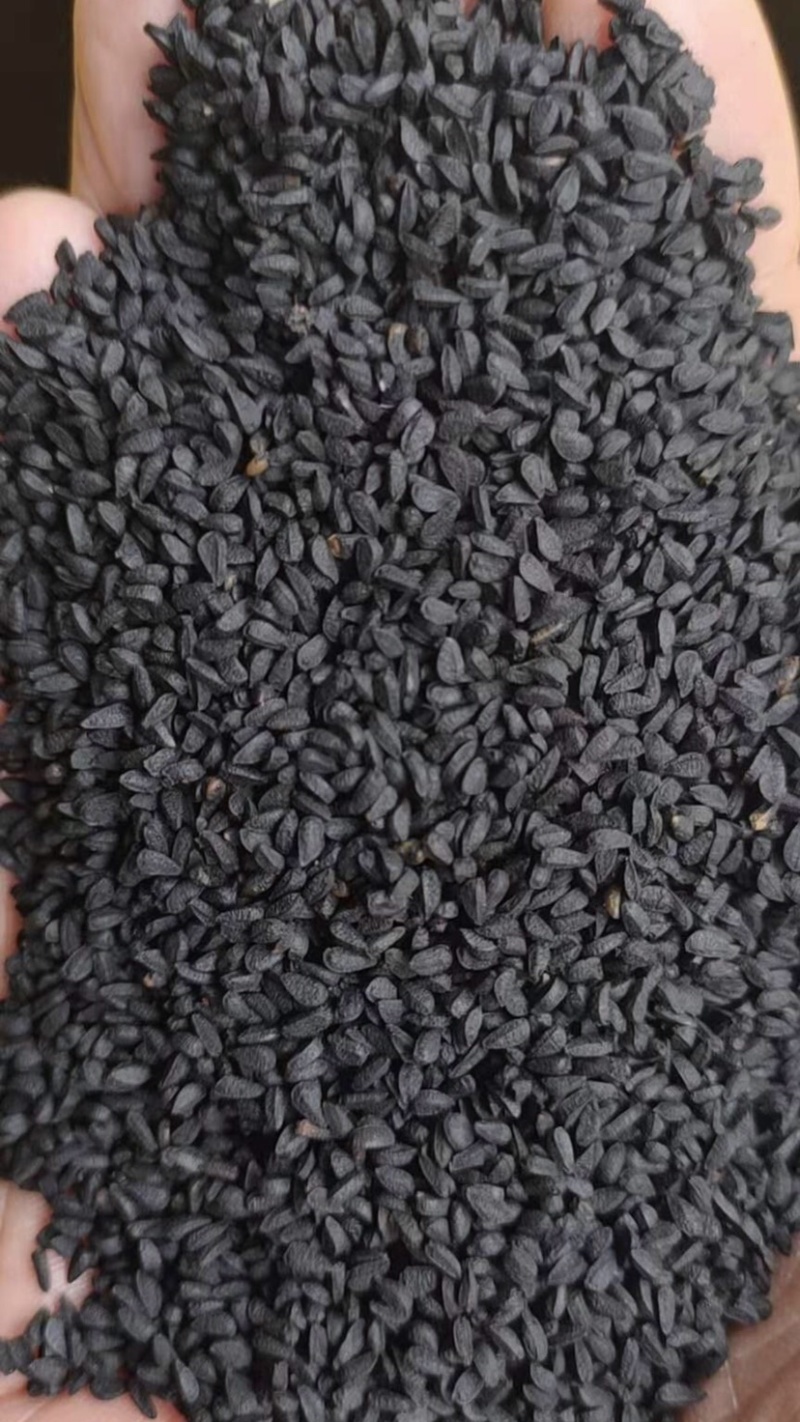 阿拉伯黑子老百姓种植的农作物需要的朋友们可以联系我了