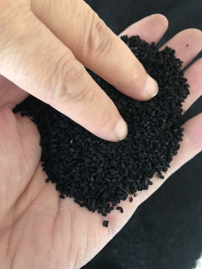 阿拉伯黑子老百姓种植的农作物需要的朋友们可以联系我了