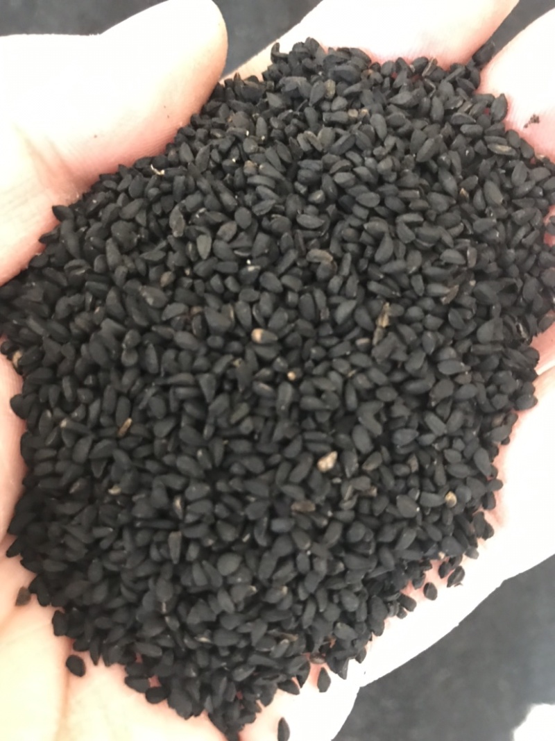 阿拉伯黑子老百姓种植的农作物需要的朋友们可以联系我了