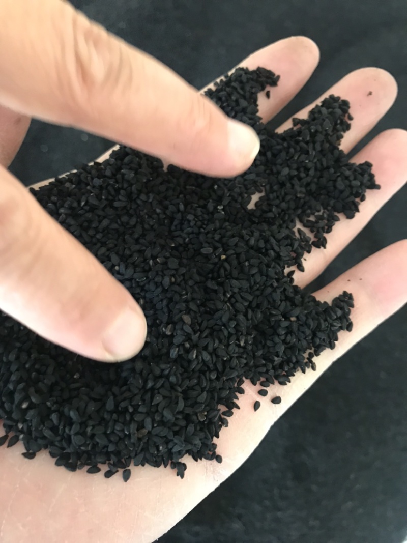 阿拉伯黑子老百姓种植的农作物需要的朋友们可以联系我了