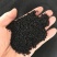 阿拉伯黑子老百姓种植的农作物需要的朋友们可以联系我了