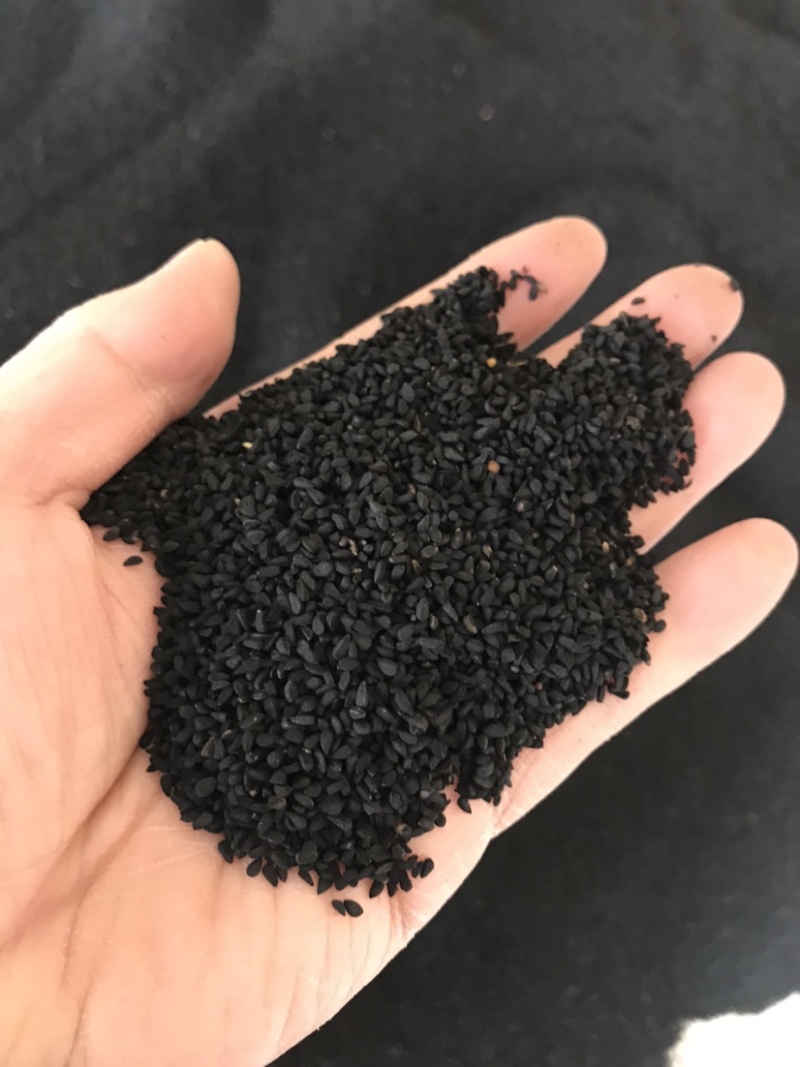 阿拉伯黑子老百姓种植的农作物需要的朋友们可以联系我了