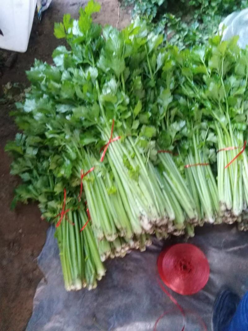 基地芹菜！中小棵！质量好！价格美丽！产地直供