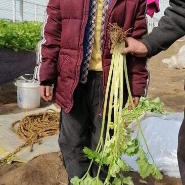 马家沟芹菜大批量上市中