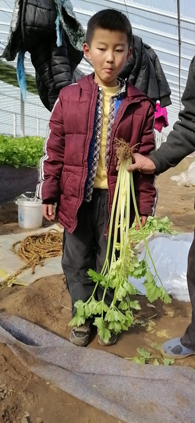 马家沟芹菜大批量上市中
