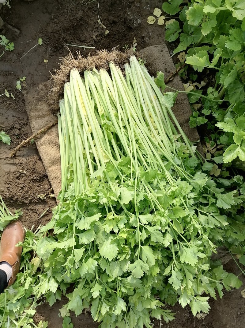 马家沟芹菜大批量上市中