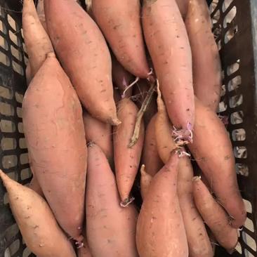 精品红薯:烟薯25红香蕉来福质量保证全国发货