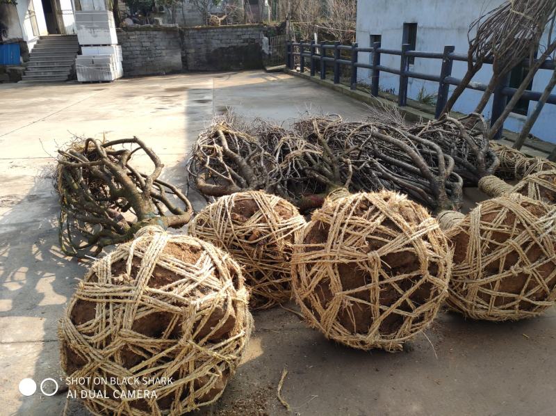 樱花树七分苗，精品苗出售