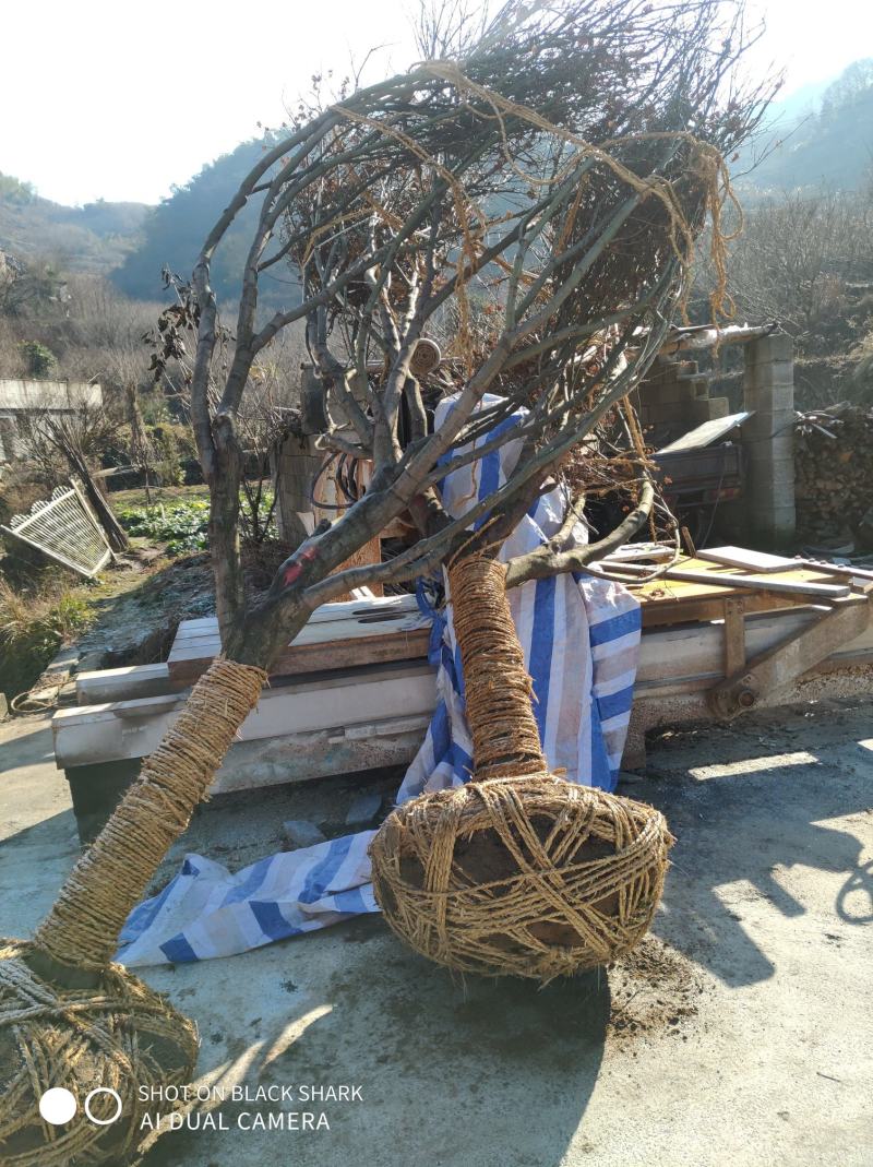 樱花树七分苗，精品苗出售