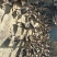 广东马岗鹅八十天重量8.34