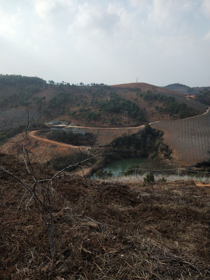 泸西县逸圃高原特色梨园出售