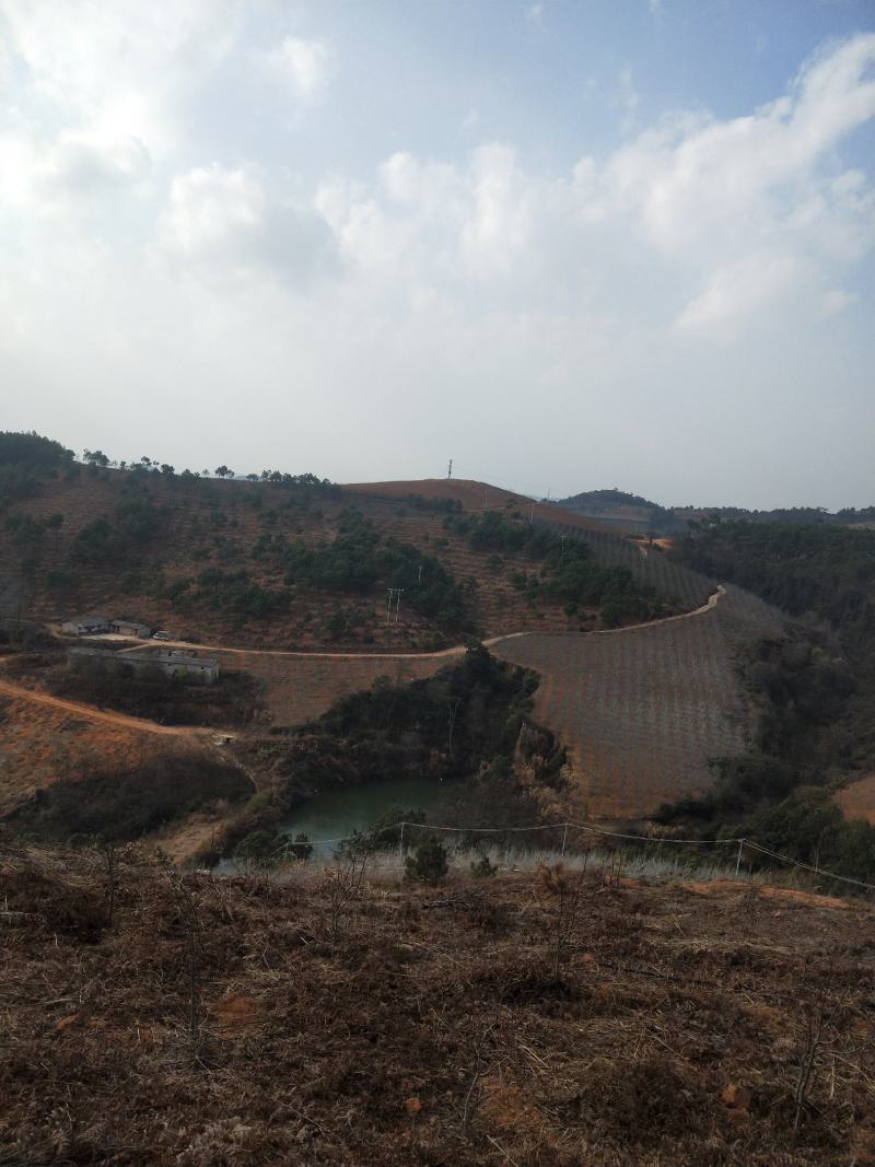 泸西县逸圃高原特色梨园出售
