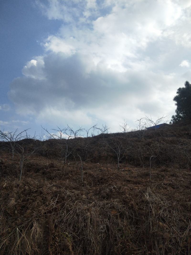 泸西县逸圃高原特色梨园出售