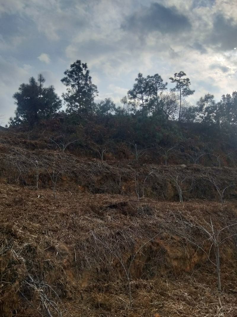 泸西县逸圃高原特色梨园出售