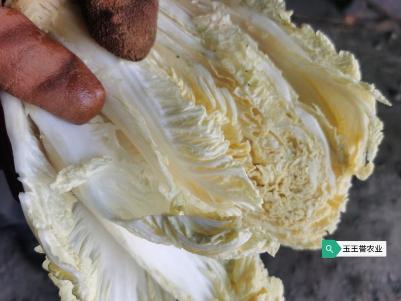 胶州大白菜礼盒大量供应
